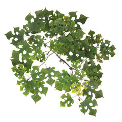 VEGETATION TOP VIEW - TREES AND BUSHES IN PLAN	