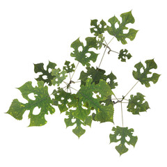 VEGETATION TOP VIEW - TREES AND BUSHES IN PLAN	