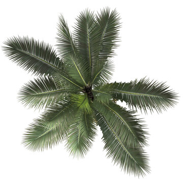 palm tree top view png