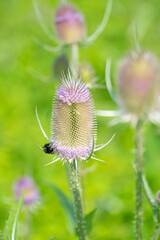 Blühende Wilde Karde, Dipsacus fullonum