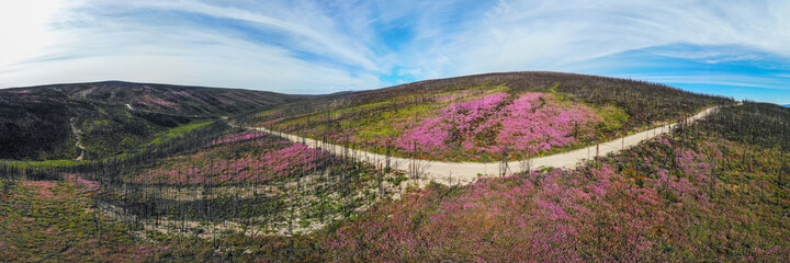 Panoramic drone, aerial shot of boreal forest after a forest fire now flourishing with chamaenerion...