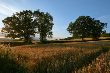Fototapeta premium Agriculture corn field in english countryside in summer with blue sky in the evening with trees and hedges