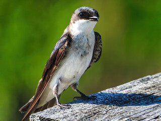 Tree Swallow Bird Perched on Bird House: A young tree swallow bird perched on the roof of a bird house on a sunny summer morning
