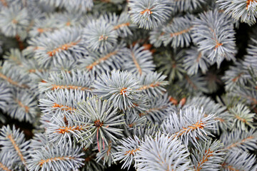 Naklejka na ściany i meble Silver spruce branches with needles close up, natural New Year tree for Christmas background