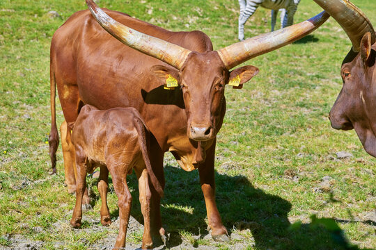 Beautiful Watussi Cattle From East Africa On The Pasture