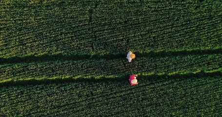 Top view of the two agronomists walking through the professional ecological field exterior....