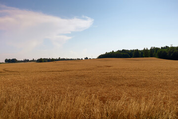 Fototapeta na wymiar Large, wavy field with golden wheat before harvest