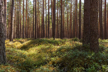 Fototapeta premium Pine forest in summer. The land is overgrown with plants, grass and moss. Untouched nature in the forest