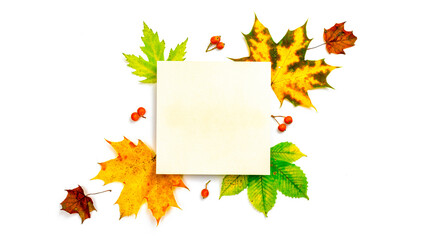 Fall trendy. Dried green leaves, yellow leafs and red berries in shape frame isolated on white background with blank space for text. Top view, flat lay.