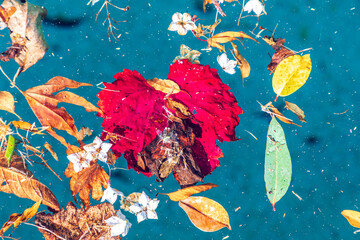 Fototapeta na wymiar Colorful flowers and leaves floating in a swimming pool