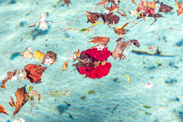 Colorful flowers and leaves floating in a swimming pool