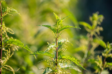 Nettle flowers and buds close-up. Summer flowering of medicinal plants. Huge nettle bush. Collection of healing herbs.