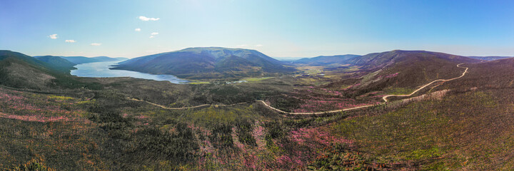Panoramic view of Canadian landscape in summer time with beautiful pink flowers blooming across the...