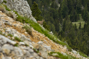 ibex in the french moutains