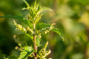Nettle flowers and buds close-up. Summer flowering of medicinal plants. Huge nettle bush. Collection of healing herbs.