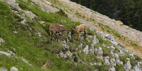 ibex fight in the french mountains