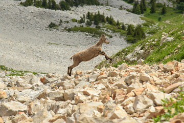 ibex in the french moutains
