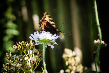 Schmetterling auf Blüte © photo-corona