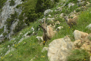 ibex family in the french moutains