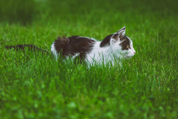 Auf der Lauer - Katze in der Wiese