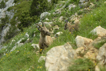 ibex family in the french moutains