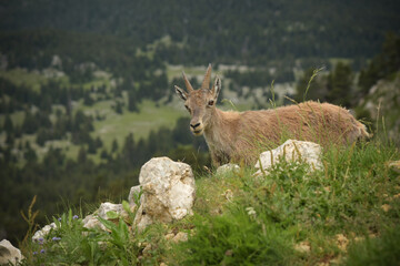 ibex in the french moutains