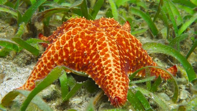 Cushion sea star, Oreaster reticulatus, underwater starfish close up, Caribbean sea, Mexico