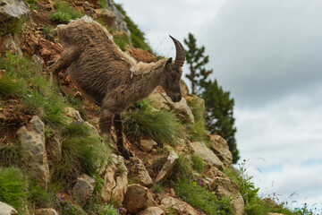 ibex in the french moutains