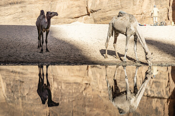 Dromedaries (Camelus dromedarius) watering, Archei Gorge, Ennedi Massif Chad, Africa