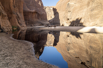 Dromedaries (Camelus dromedarius) watering, Archei Gorge, Ennedi Massif Chad, Africa