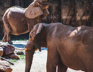 two adult elephants at Atlanta Georgia zoo eating straw in their pen