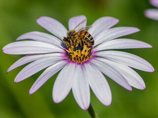 butterfly on daisy