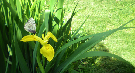 Bright yellow iris flower on a green background of leaves, on the flower sits a white butterfly,...