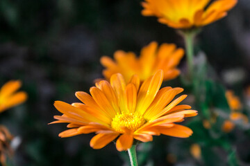 flor naranja