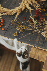 Cute little curious kitten playing with dry herbs while owner making stylish boho autumn wreath...
