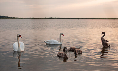 swans with offspring on the lake