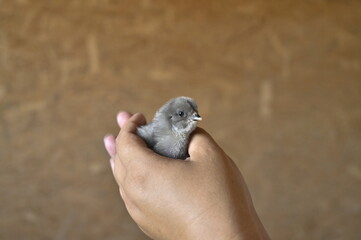 Little chicken in hand