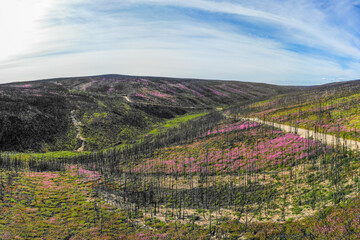 Drone aerial shot of Canadian roadtrip road in northern Canada with pink flowers lining the road in the wilderness during summertime. Beautiful, nature shot. 