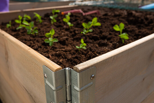 Corner of a pallet collar used for growing plants.