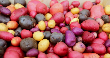 harvest of multicolored potatoes close-up in a box selective focus.