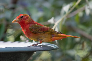 A colorful summer tanager bird stopping for a drink and a bath.