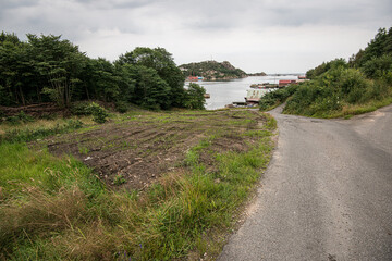Fototapeta premium Small potatoe field by the side of a road.
