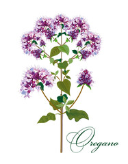oregano is an ordinary perennial plant with a calming effect pharmacy