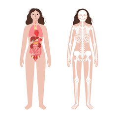 Organs and skeleton