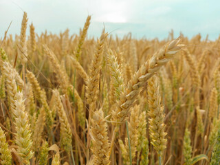 golden wheat field