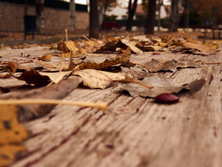 Horizontal background for copy space with Autumn colors composed of fallen leaves on an old wooden table in a park