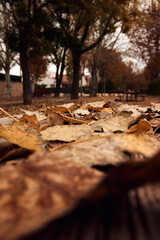 Vertical shot. Selective blur of an autumn background with fallen leaves out of focus in foreground.