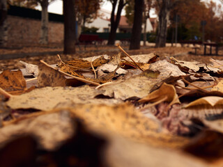 Horizontal plane. Selective blur of an autumn background with fallen leaves out of focus in the foreground.