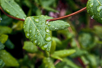 Close-up of a wet honeysuckle leaf after an autumn storm in Europe.