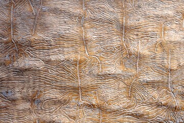  the traces of the bug beetle-typographer. Close-up of tree is eaten by bark beetles. The imprint...